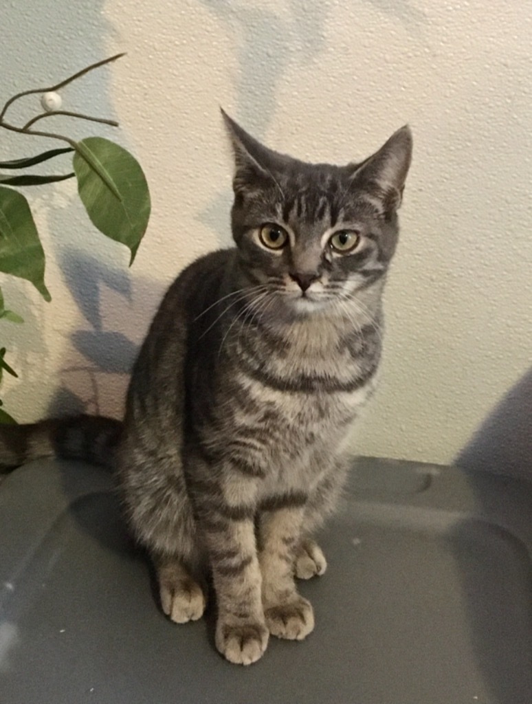 Spooky, an adoptable Domestic Short Hair in Brainardsville, NY, 12915 | Photo Image 1