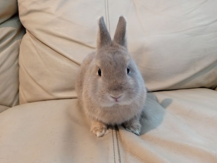 Dolly, an adoptable Netherland Dwarf in Los Angeles, CA_image-2