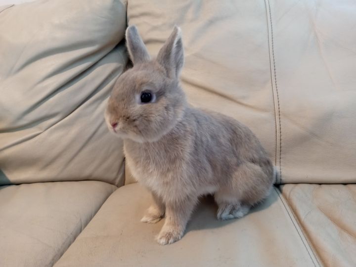 Dolly, an adoptable Netherland Dwarf in Los Angeles, CA_image-1