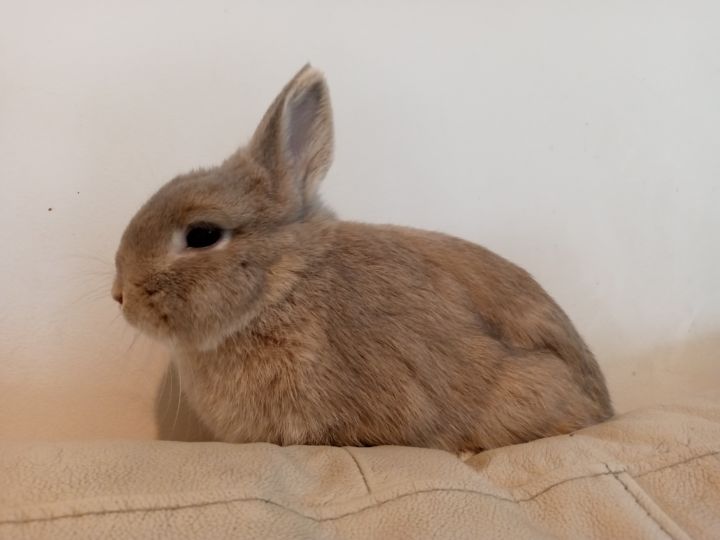 Netherland dwarf hot sale rabbit adoption