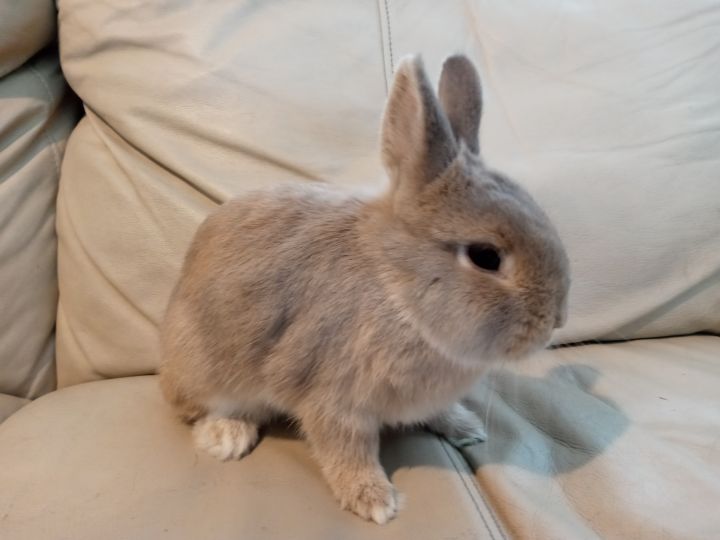 Rabbit for adoption Dolly, a Netherland Dwarf in Los Angeles, CA