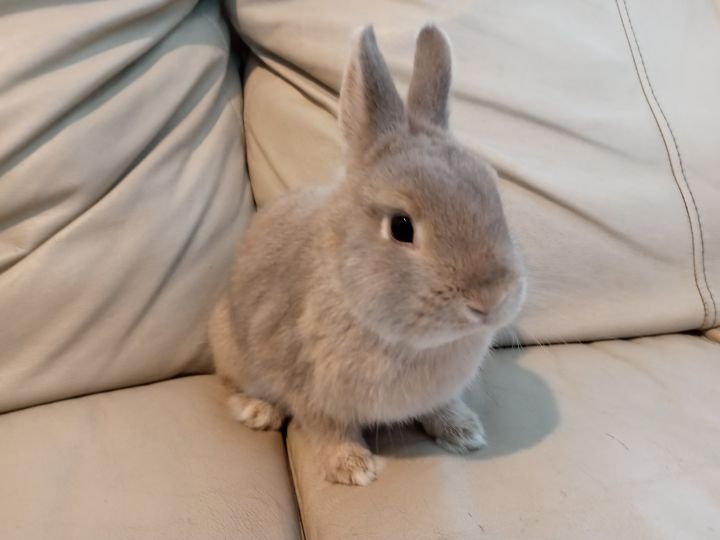 dwarf rabbits fully grown