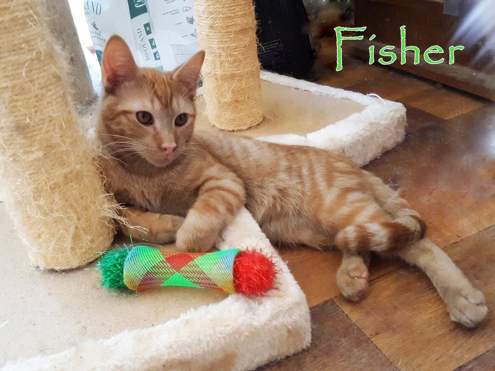 Fisher, an adoptable Domestic Short Hair in Culpeper, VA, 22701 | Photo Image 1