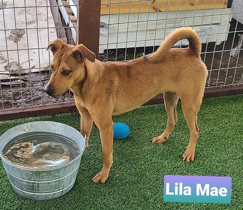 Lila Mae, an adoptable Black Mouth Cur, Catahoula Leopard Dog in Pipe Creek, TX, 78063 | Photo Image 1
