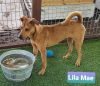Lila Mae photo 1