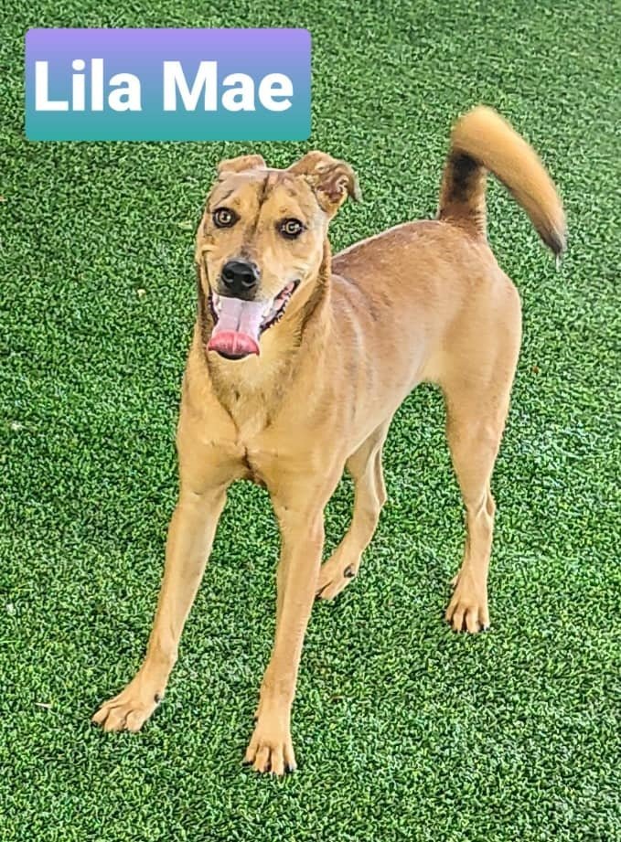 Lila Mae, an adoptable Black Mouth Cur, Catahoula Leopard Dog in Pipe Creek, TX, 78063 | Photo Image 2