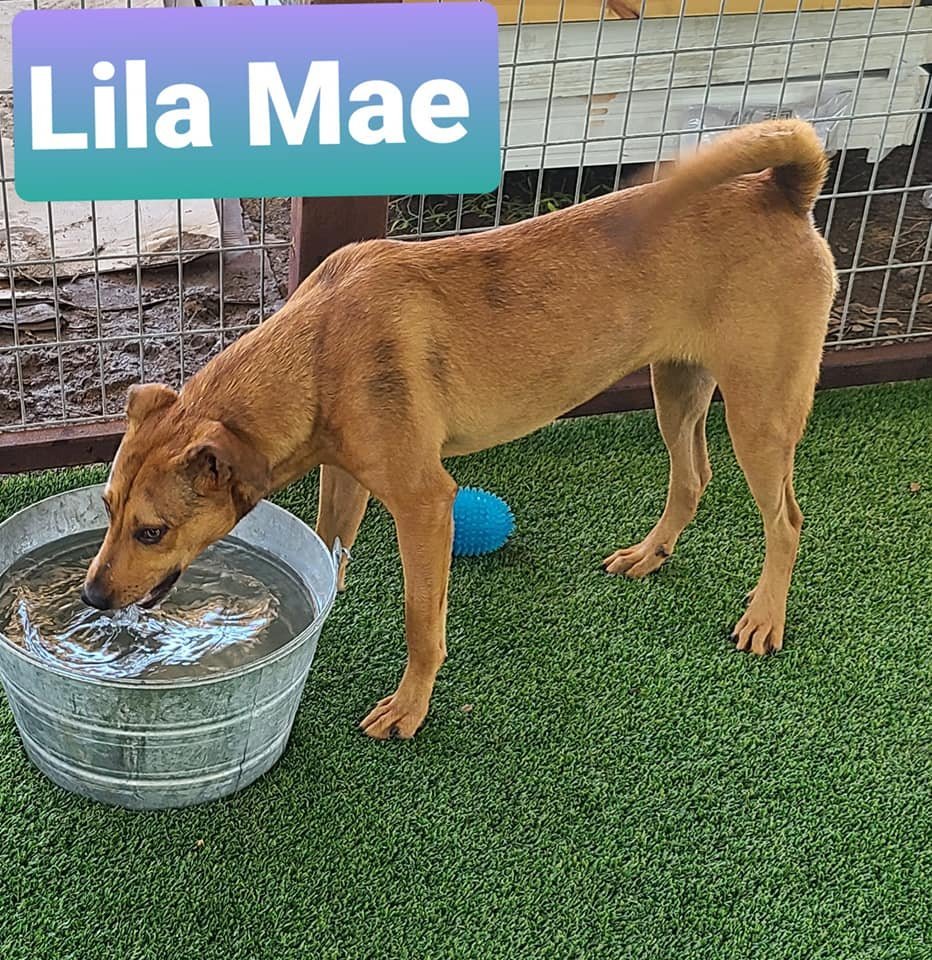 Lila Mae, an adoptable Black Mouth Cur, Catahoula Leopard Dog in Pipe Creek, TX, 78063 | Photo Image 3