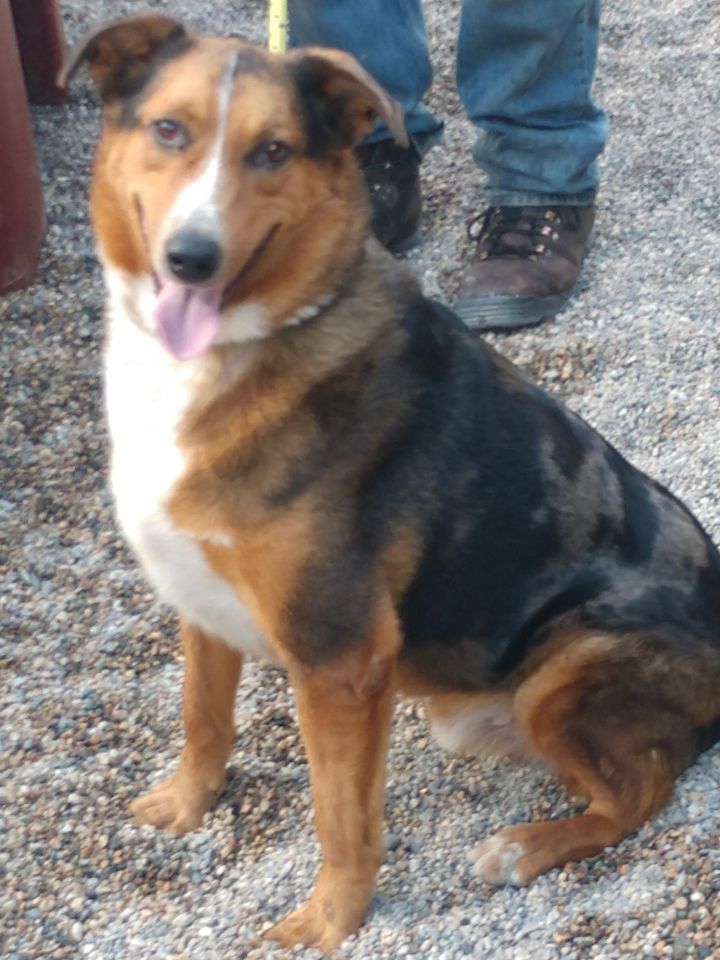 Dog for adoption - Brownie, an Australian Shepherd & German Shepherd