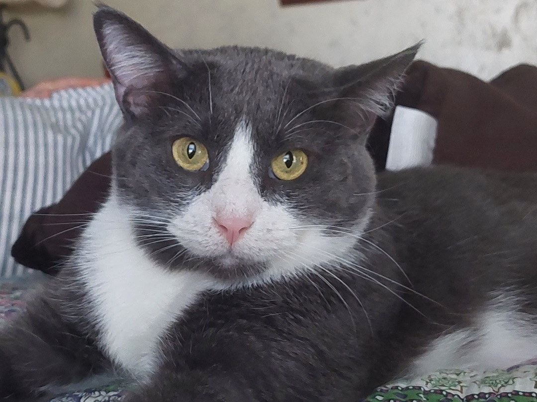 Charlie, an adoptable Domestic Short Hair, Tuxedo in Elko New Market, MN, 55054 | Photo Image 1