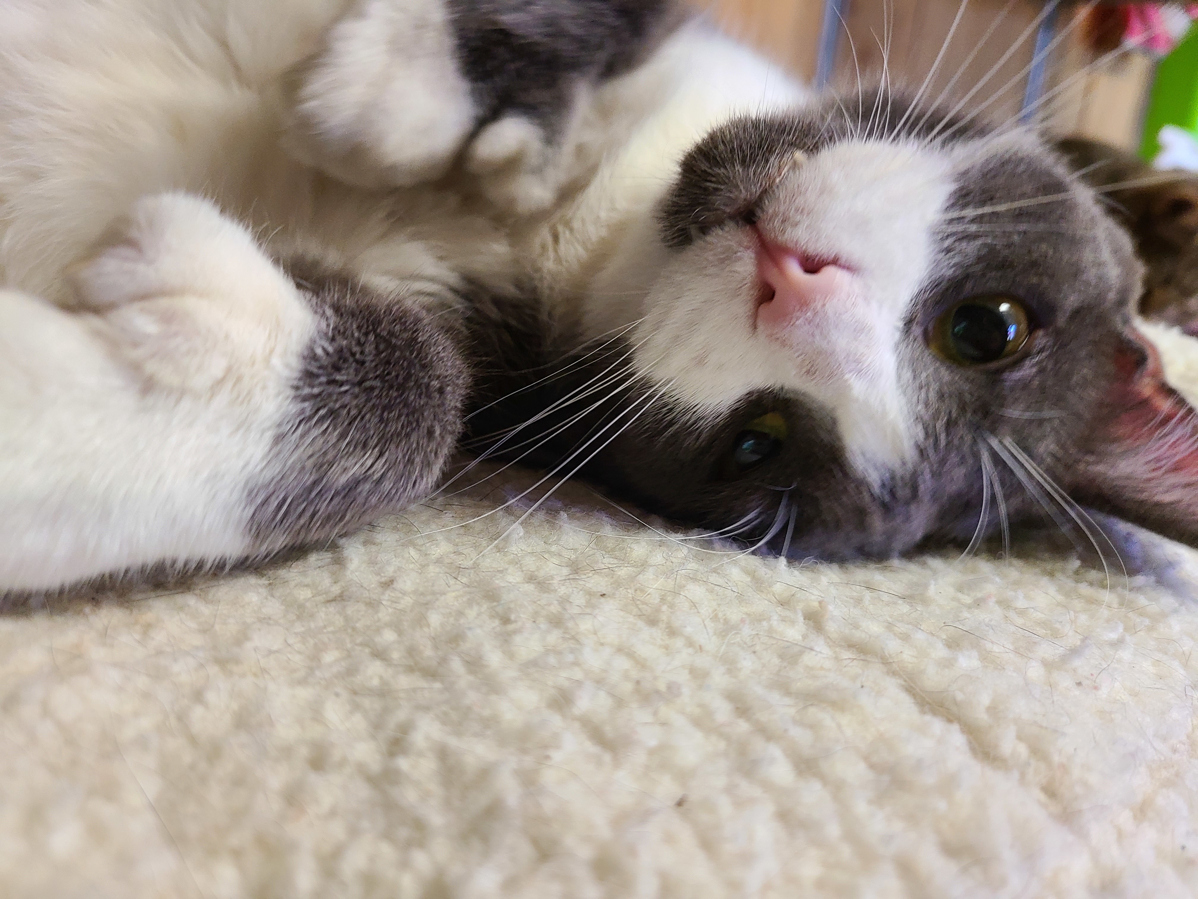 Charlie, an adoptable Domestic Short Hair, Tuxedo in Elko New Market, MN, 55054 | Photo Image 2