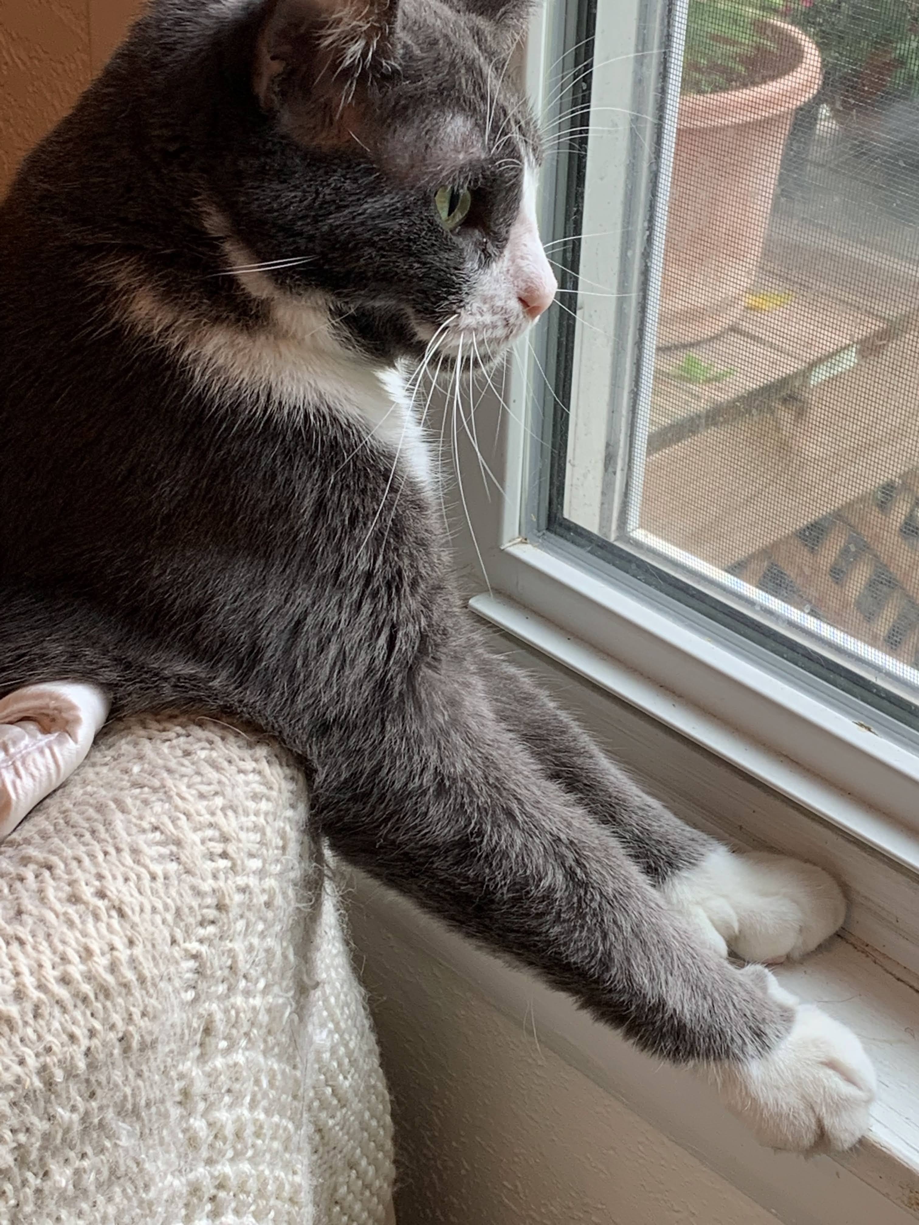 Charlie, an adoptable Domestic Short Hair, Tuxedo in Elko New Market, MN, 55054 | Photo Image 3