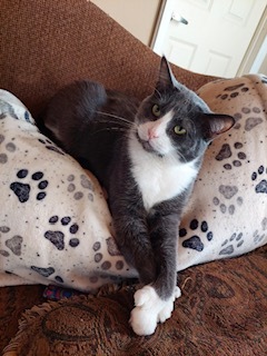 Charlie, an adoptable Domestic Short Hair, Tuxedo in Elko New Market, MN, 55054 | Photo Image 4