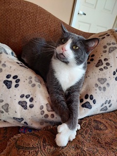 Charlie, an adoptable Domestic Short Hair, Tuxedo in Elko New Market, MN, 55054 | Photo Image 5