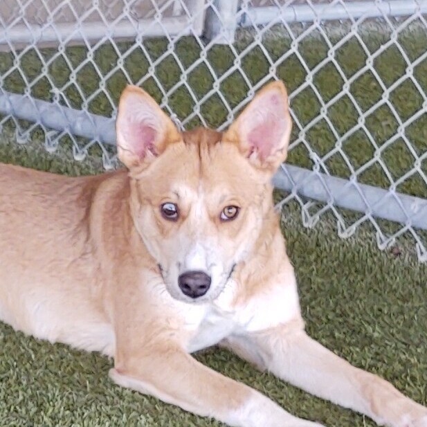 australian cattle dog corgi mix puppy