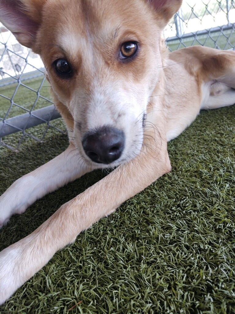 Dog for adoption - Oscar, a Shepherd & Australian Cattle Dog / Blue