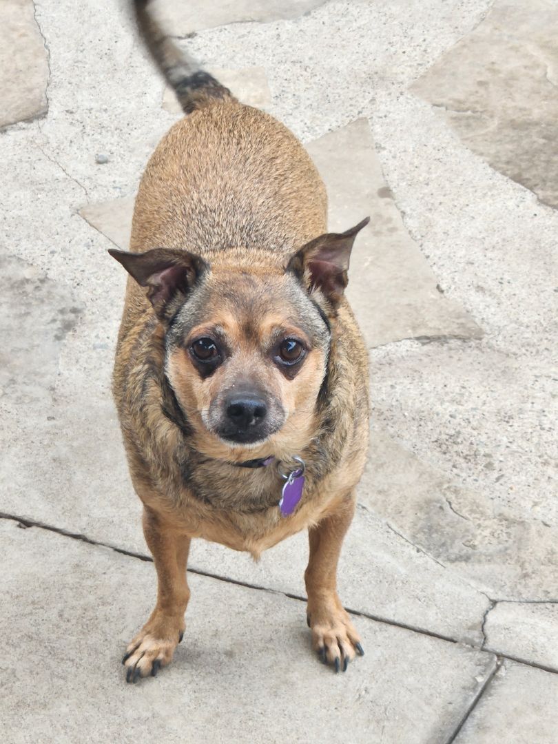 Tanner, an adoptable Terrier in Chatham, ON, N7M 2Z7 | Photo Image 2