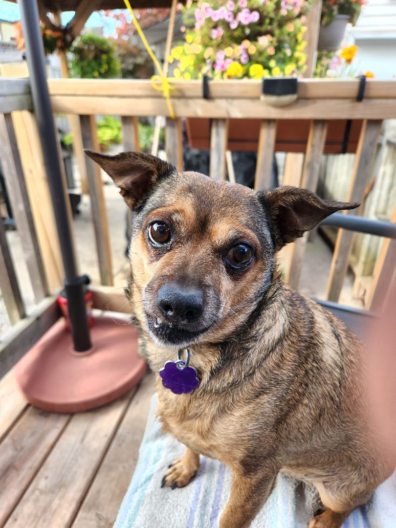 Tanner, an adoptable Terrier in Chatham, ON, N7M 2Z7 | Photo Image 4