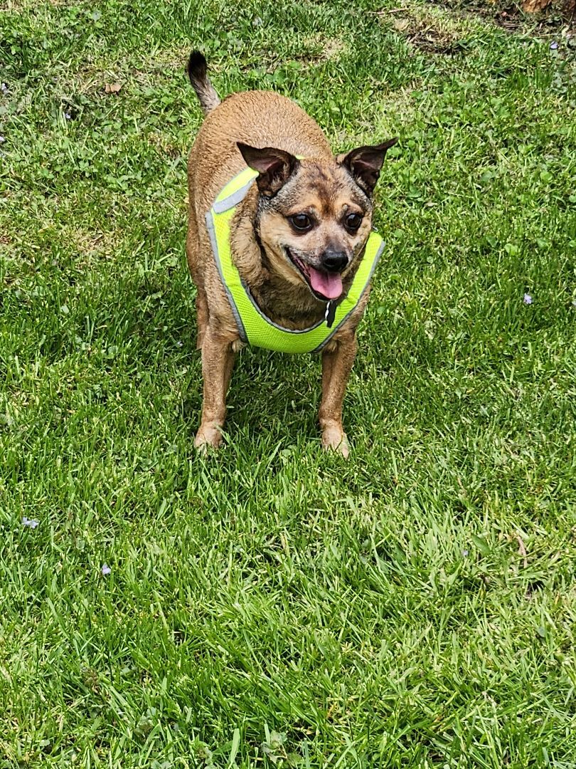 Tanner, an adoptable Terrier in Chatham, ON, N7M 2Z7 | Photo Image 5