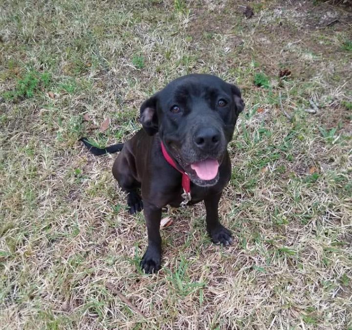 Posey please read full bio first thanks, an adoptable Black Labrador Retriever & American Staffordshire Terrier Mix in West Palm Beach, FL_image-1