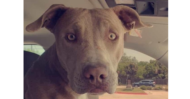 Hunter (JP), an adoptable Weimaraner & Terrier Mix in Dallas, TX_image-1