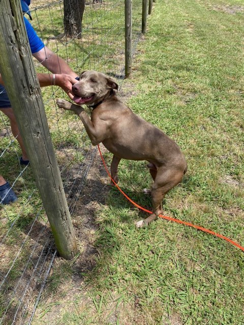 Hunter (JP), an adoptable Weimaraner, Terrier in Dallas, TX, 75248 | Photo Image 2