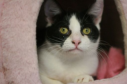 Cat for adoption - ABBY, a Munchkin & Tuxedo Mix in Los ...