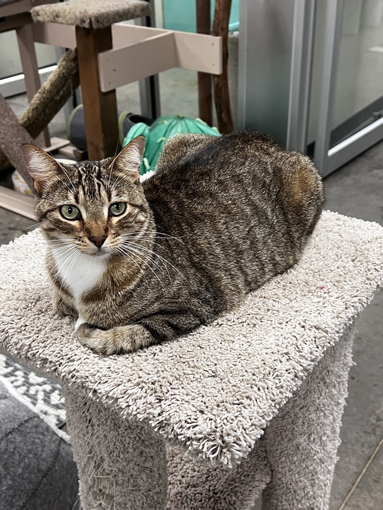 Noel, an adoptable Domestic Short Hair in Bartlesville, OK, 74006 | Photo Image 1