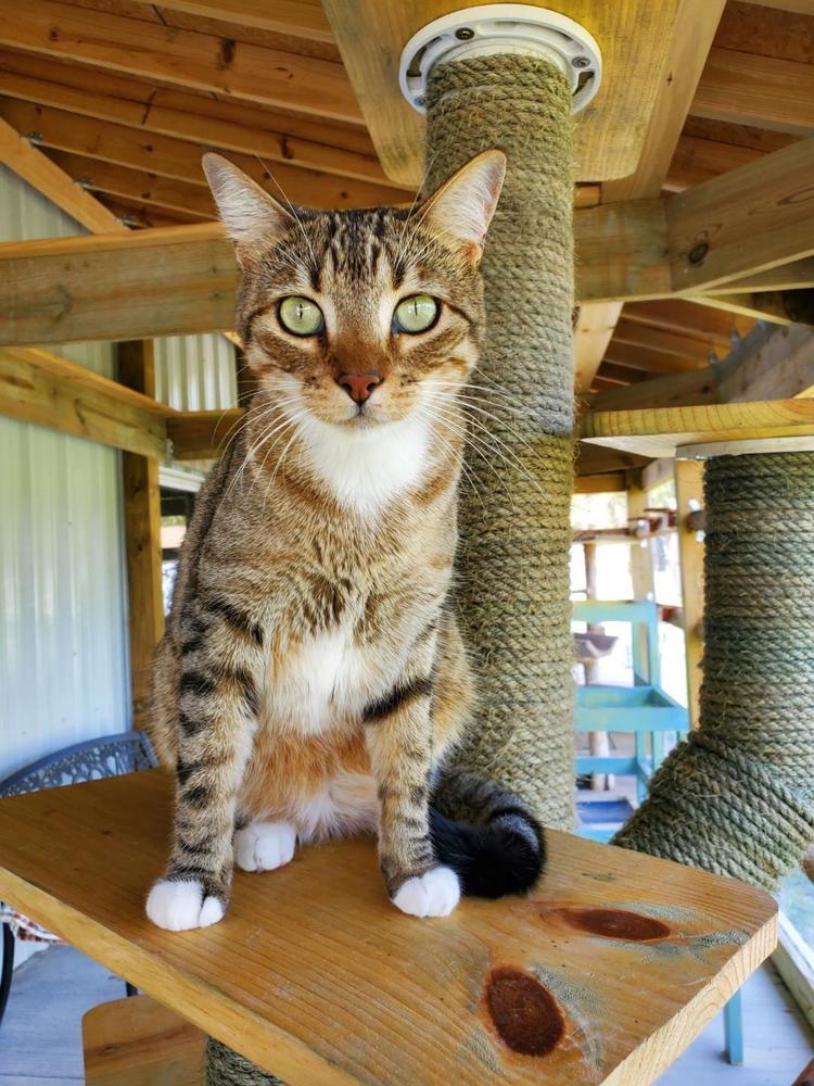 Noel, an adoptable Domestic Short Hair in Bartlesville, OK, 74006 | Photo Image 3