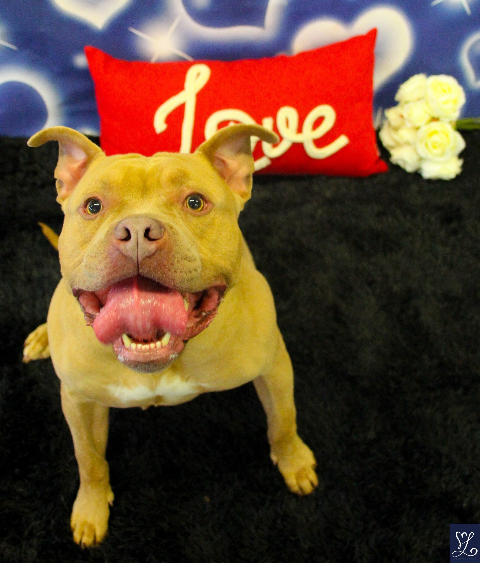Benny, an adoptable American Bulldog, Pit Bull Terrier in Lockport, NY, 14095 | Photo Image 1