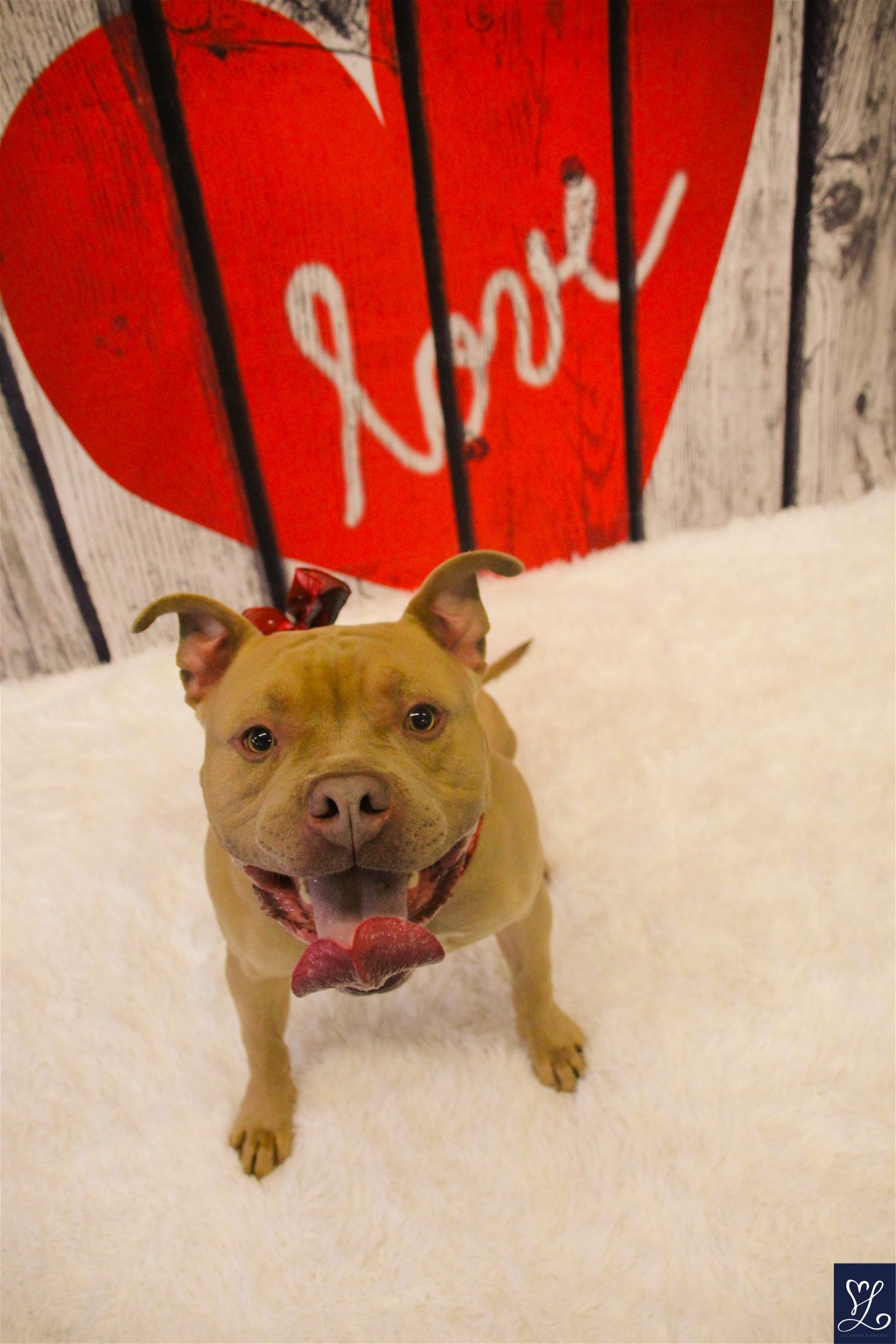 Benny, an adoptable American Bulldog, Pit Bull Terrier in Lockport, NY, 14095 | Photo Image 2