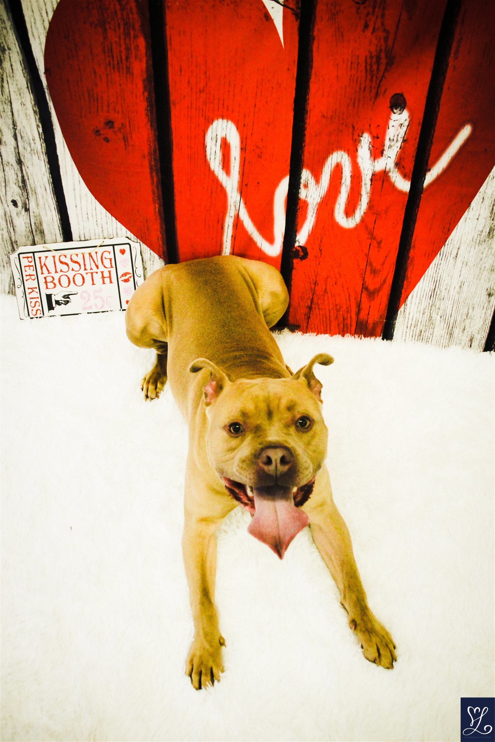 Benny, an adoptable American Bulldog, Pit Bull Terrier in Lockport, NY, 14095 | Photo Image 3