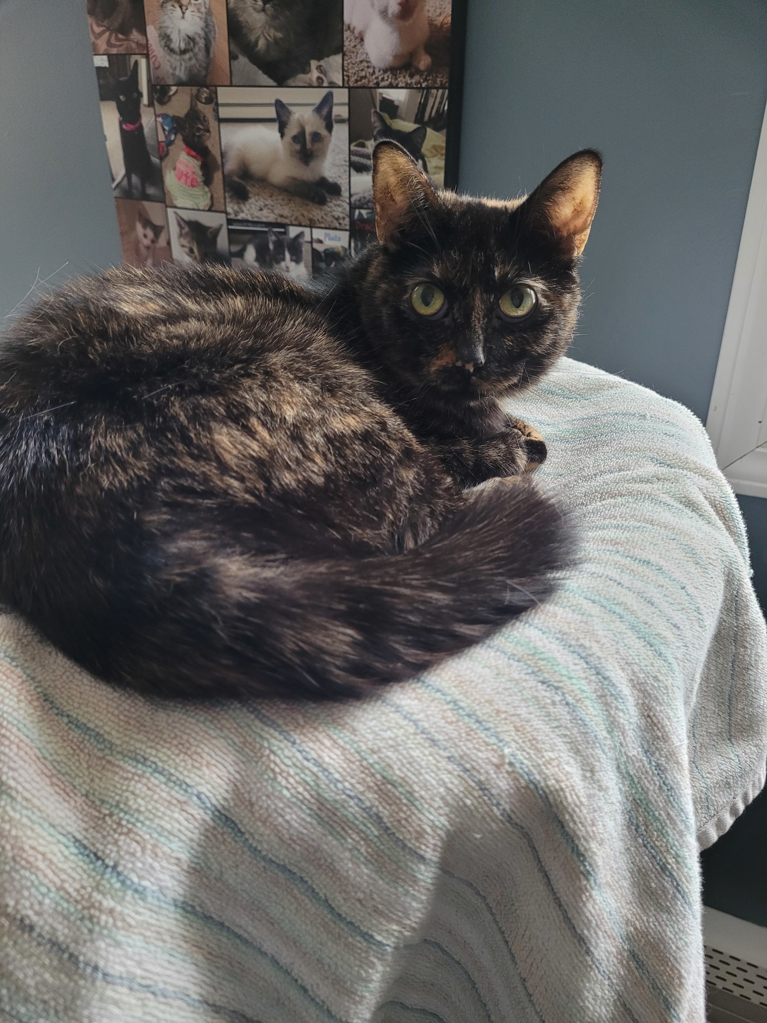 Cat for adoption - Kit Kat, a Domestic Short Hair in New ...