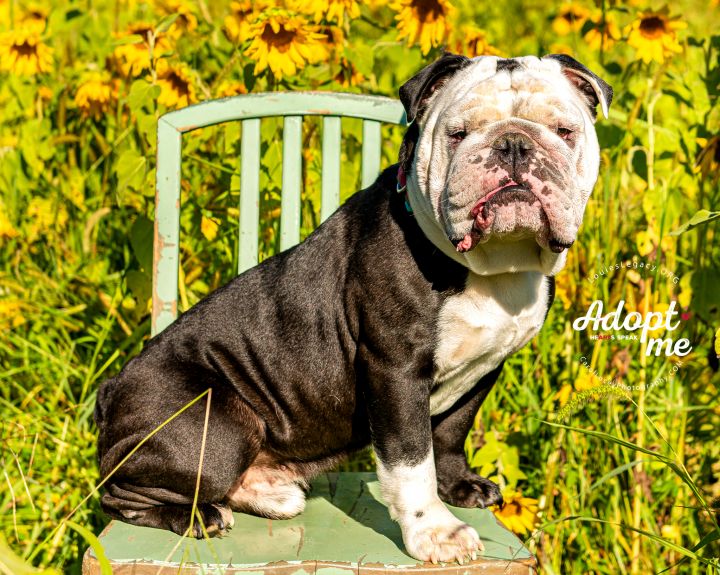 Mack Daddy, an adopted English Bulldog Mix in Cincinnati, OH_image-4