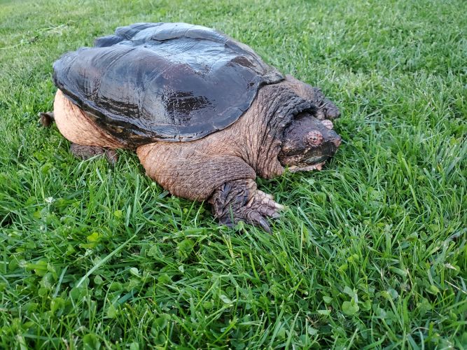 XL Common Snapping Turtle