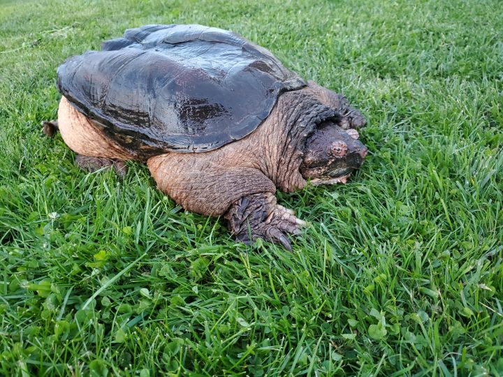 XL Common Snapping Turtle, an adoptable Snapping in Baltimore, MD_image-1
