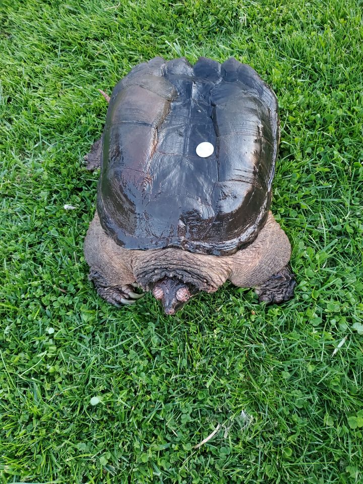 XL Common Snapping Turtle 3