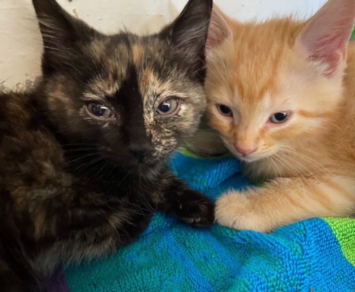 Pumpkin Jr  and  Stormy, an adoptable Tortoiseshell & Tabby Mix in Alexandria, VA