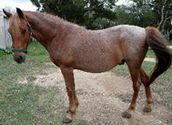 Si-Kis, Adult Male unknown
