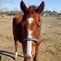 Reba, Adult Female unknown