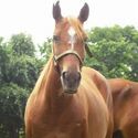 Stara, Adult Female unknown