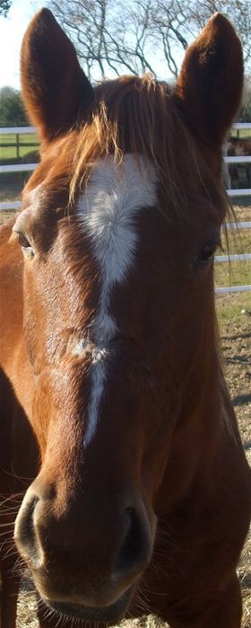 Wiley, Young Male unknown