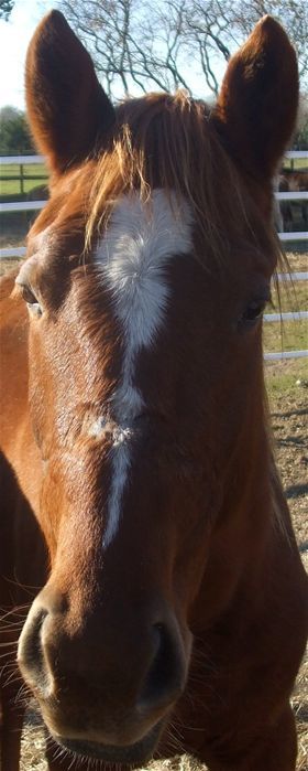 Wiley, an adoptable Quarterhorse Mix in Hitchcock, TX_image-1