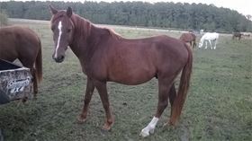 Cole, Adult Male unknown