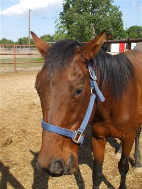 Harper, Adult Male unknown