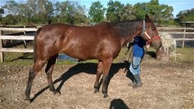 Ginger, Adult Female unknown