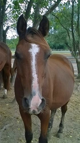 Tebo, Adult Male unknown