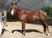 Sugar Sweet, Adult Female unknown