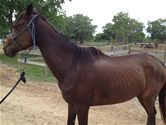 Cheeka, an adoptable Thoroughbred Mix in Hitchcock, TX_image-1