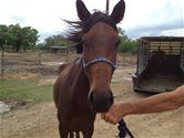 Cheeka, an adoptable Thoroughbred Mix in Hitchcock, TX_image-2