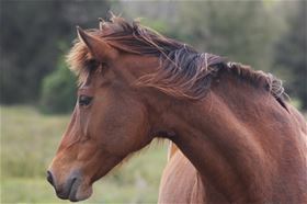 Shannon, an adoptable Quarterhorse Mix in Hitchcock, TX_image-2